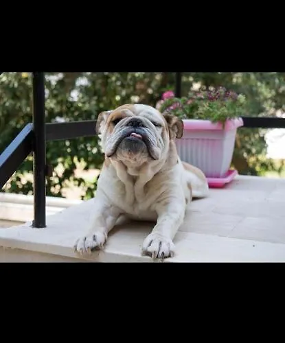 Lägenhet Vessarios *